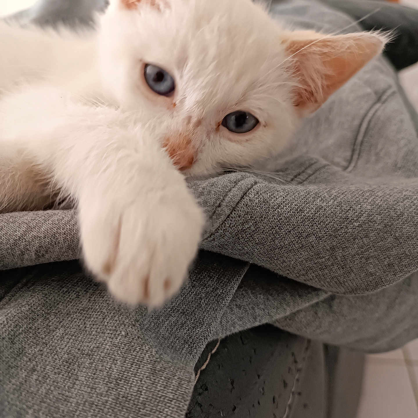 Miaoum participe au concours pour gagner de l'argent avec cette photo : animal, blue_eyes, cat, close_up, comfort, cute, ears, feline, gray_fabric, indoor, kitten, paw, pet, relaxed, resting, soft, texture, whiskers, white_fur, young