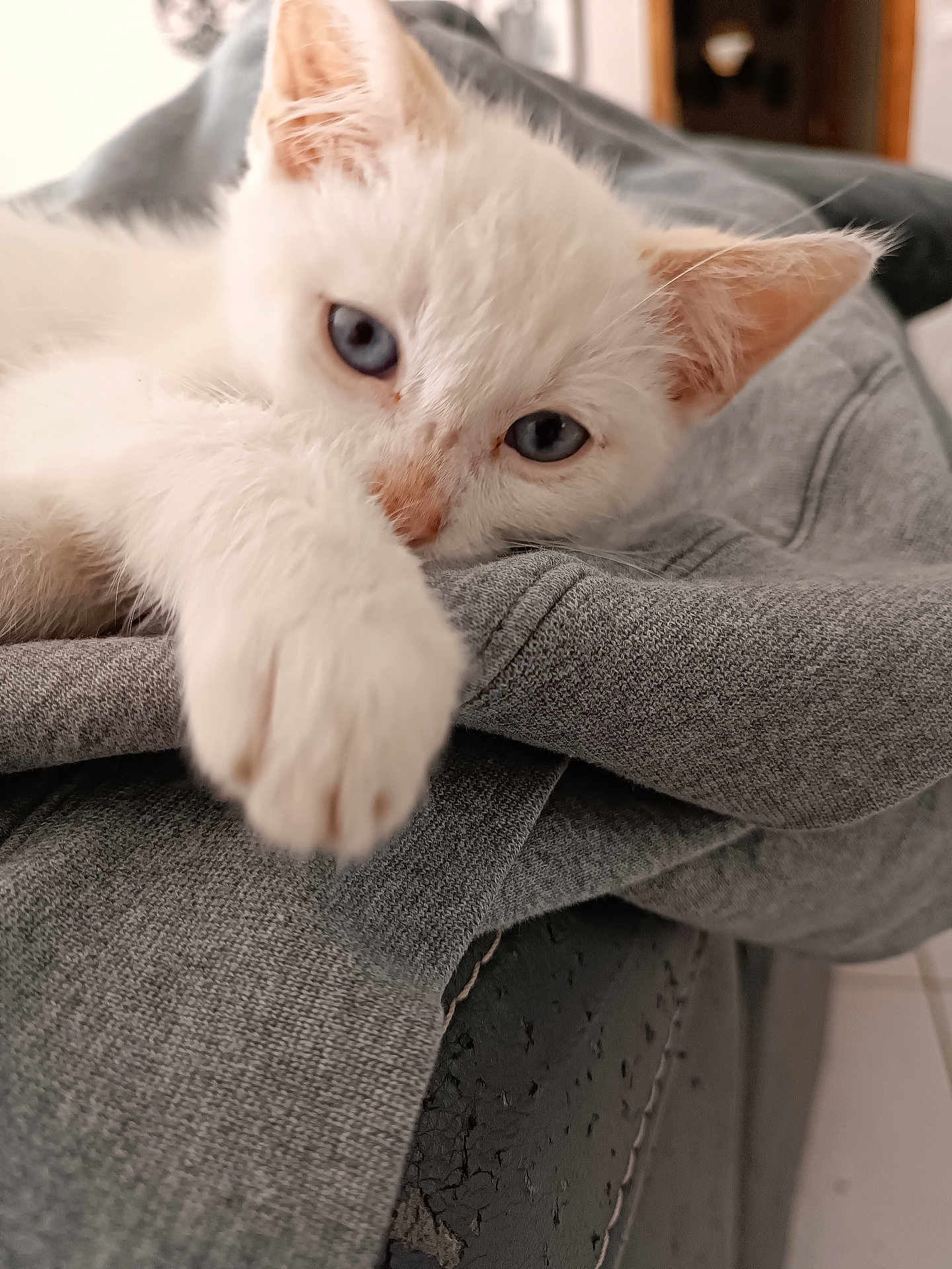 Miaoum participe au concours pour gagner de l'argent avec cette photo : kitten, cat, white_fur, blue_eyes, paw, close_up, pet, animal, feline, cute, relaxed, indoor, gray_fabric, texture, soft, young, whiskers, ears, resting, comfort