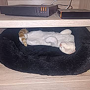 Miaoum participe au concours pour gagner de l'argent avec cette photo : cat, sleeping, black_bed, plush, wooden_shelf, orange_tail, white_fur, pet, indoor, cozy, resting, feline, cute, animal, fur, domestic, relaxation, home, cuddly, compact_space