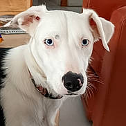 Bella participe au concours pour gagner de l'argent avec cette photo : dog, white_dog, blue_eyes, indoor, tile_floor, leather_chair, wooden_furniture, pet, canine, collar, curious, portrait, house, domestic_animal, close_up, floor_tiles, ears, nose, animal, companion