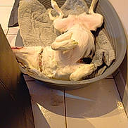 Bella a rejoint le concours — aidez-le/la à gagner de superbes lots ! black_spots, blanket, canine, collar, comfort, cozy, dog, domestic_animal, floor, furniture, home, indoor, lying_down, pet_bed, relaxing, resting, shadow, sleeping_position, tile_floor, white_dog