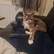 Sakura a rejoint le concours — aidez-le/la à gagner de superbes lots ! animal, black_leather, blanket, cat, comfortable, couch, cozy, curtains, domestic, fur, furniture, home, indoor, paw, pet, radiator, relaxed, resting, sleepy, whiskers