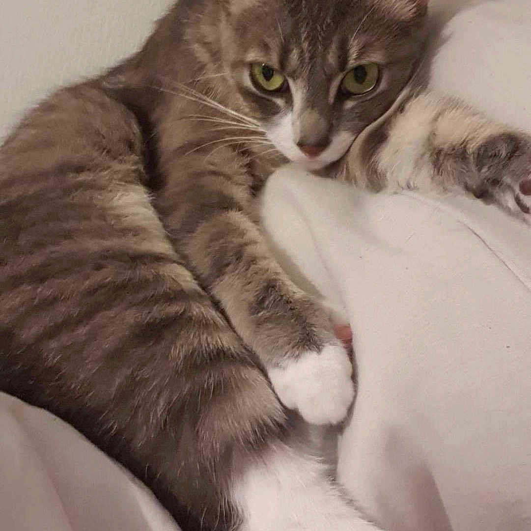 Sakura participe au concours pour gagner de l'argent avec cette photo : abyssinian, angora, animal, bed, blanket, cat, couch, egyptiancat, face, furniture, head, kitten, manx, person, pet, photography, portrait, quilt, siamese, sleeping