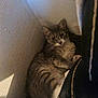 animal, cat, corner, cozy, curious, domestic, eyes, feline, fur, hiding, indoor, pet, quiet, resting, shadow, soft_light, tabby, texture, wall, whiskers