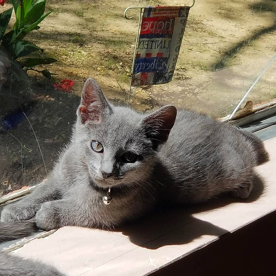 Azlan is registered to the contest to win money with this photo: asian, british_shorthair, carnivore, cat, chartreux, domestic_short_haired_cat, european_shorthair, felidae, german_rex, kitten, korat, mammal, nebelung, russian_blue, small_to_medium_sized_cats, vertebrate, whiskers