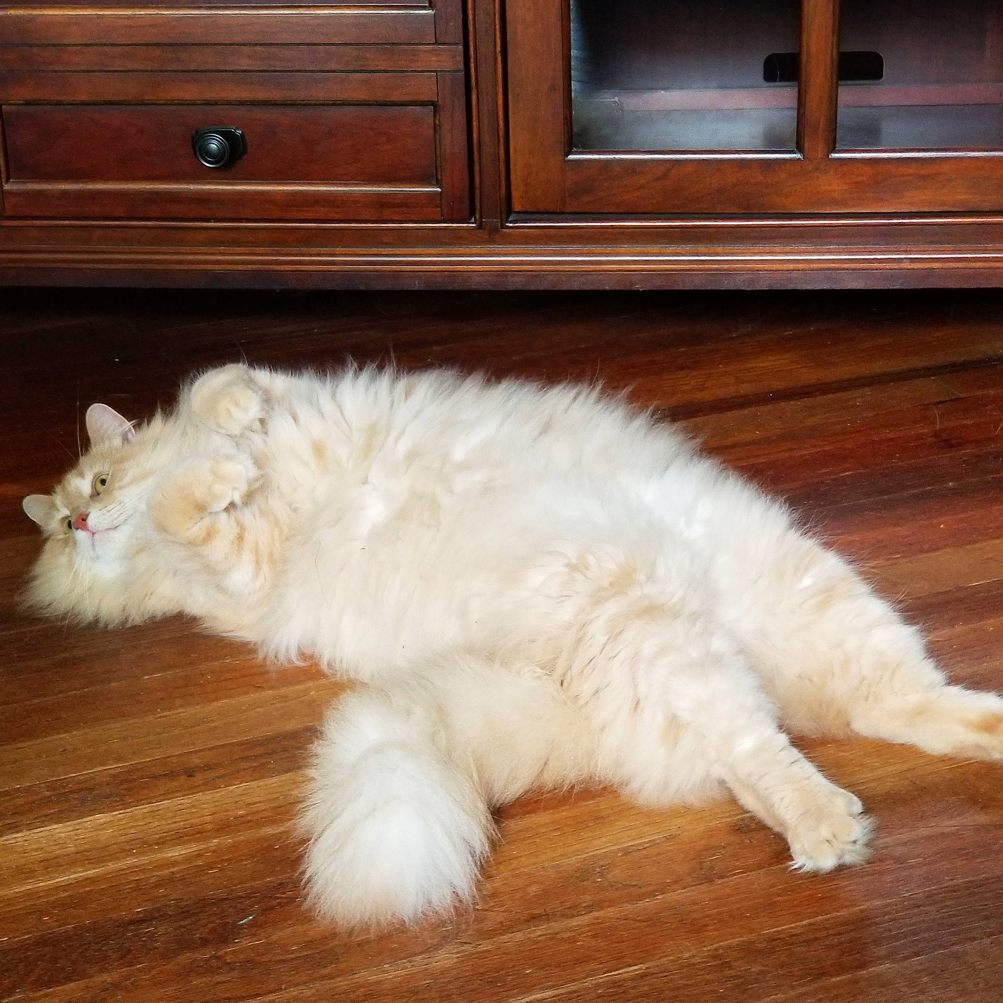Nuzzle is registered to the contest to win money with this photo: american_curl, carnivore, cat, domestic_long_haired_cat, felidae, floor, flooring, fur, hardwood, norwegian_forest_cat, persian, ragdoll, selkirk_rex, small_to_medium_sized_cats, tail, turkish_angora, whiskers
