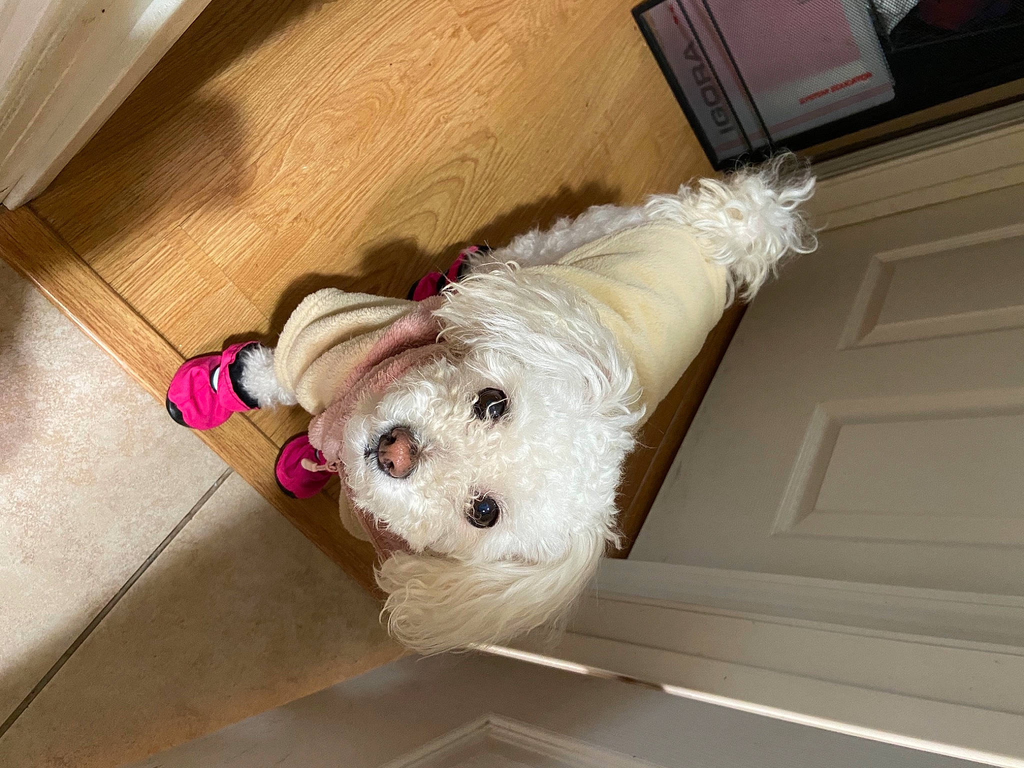 Laika is registered to the contest to win money with this photo: canidae, carnivore, collar, companion_dog, dog, dog_breed, dog_supply, door, fawn, floor, flooring, fur, hardwood, pet_supply, sporting_group, stuffed_toy, toy, toy_dog, wood, working_animal