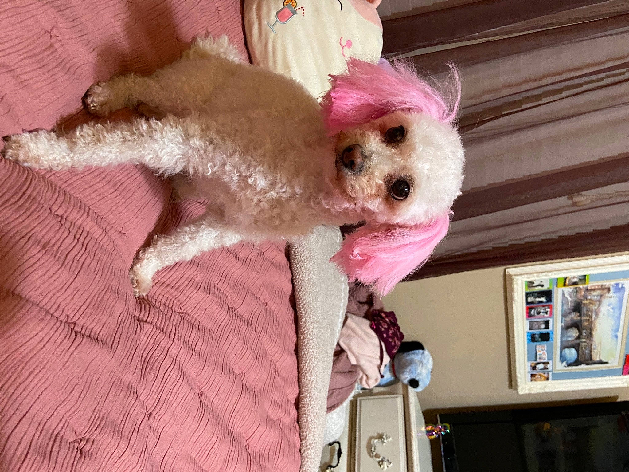 Laika is registered to the contest to win money with this photo: canidae, carnivore, collar, companion_dog, dog, dog_breed, dog_clothes, dog_supply, fawn, fur, pet_supply, small_terrier, snout, sporting_group, stuffed_toy, sunglasses, terrier, toy, toy_dog, working_animal