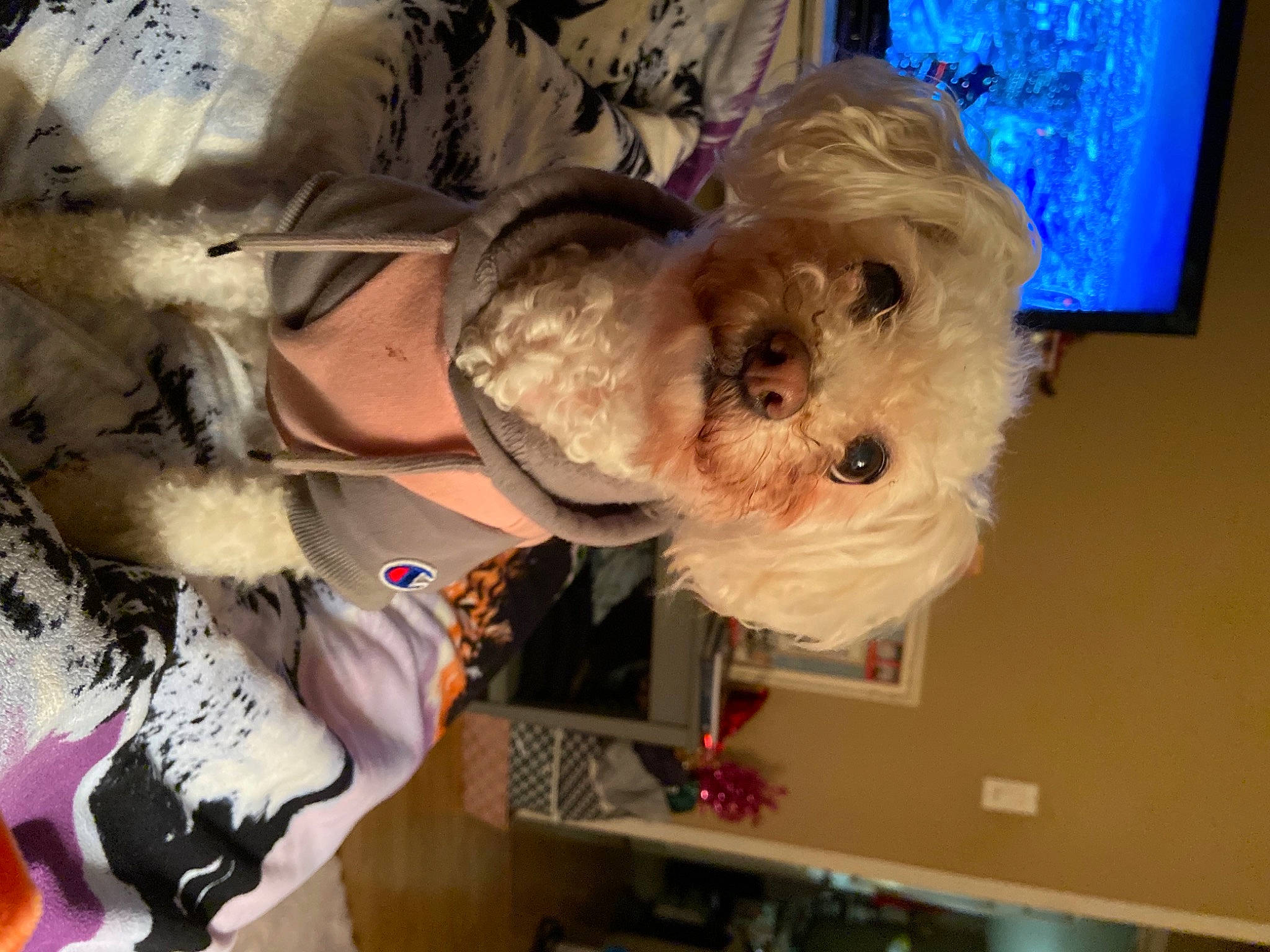 Laika is registered to the contest to win money with this photo: bow_tie, canidae, carnivore, collar, companion_dog, dog, dog_breed, dog_clothes, dog_supply, eyewear, fawn, fur, small_terrier, snout, sporting_group, stuffed_toy, sunglasses, terrier, toy, toy_dog