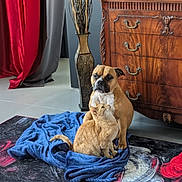 Pumpkin joined the competition — help win amazing prizes! dog, cat, blue_blanket, wooden_dresser, vase, decorative_sticks, red_curtain, gray_curtain, indoor, floor, rug, orange_cat, tan_dog, pet, animal, furniture, home_decor, flooring, companion_animals, cozy