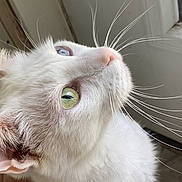 Smudgy joined the competition — help win amazing prizes! cat, closeup, curious, ear, feline, floor, fur, green_eyes, hand, home, indoor, looking_up, nose, paw, pet, portrait, soft_light, whiskers, white_cat, window