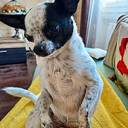 Momo participe au concours pour gagner de l'argent avec cette photo : animal, black_and_white, chihuahua, cozy, curious, curtain, cute, decorative_lamp, dog, floor, furniture, home, indoor, pet, pillow, portrait, sitting, small_dog, window, yellow_blanket