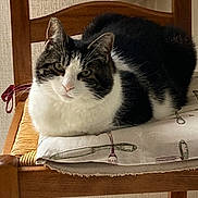 Enculée a rejoint le concours — aidez-le/la à gagner de superbes lots ! cat, black_and_white, chair, wooden_chair, woven_seat, cloth, cutlery_print, fork, knife, pet, animal, indoor, resting, calm, fur, close_up, feline, domestic_animal, home, seat