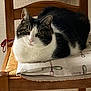 animal, black_and_white, calm, cat, chair, close_up, cloth, cutlery_print, domestic_animal, feline, fork, fur, home, indoor, knife, pet, resting, seat, wooden_chair, woven_seat