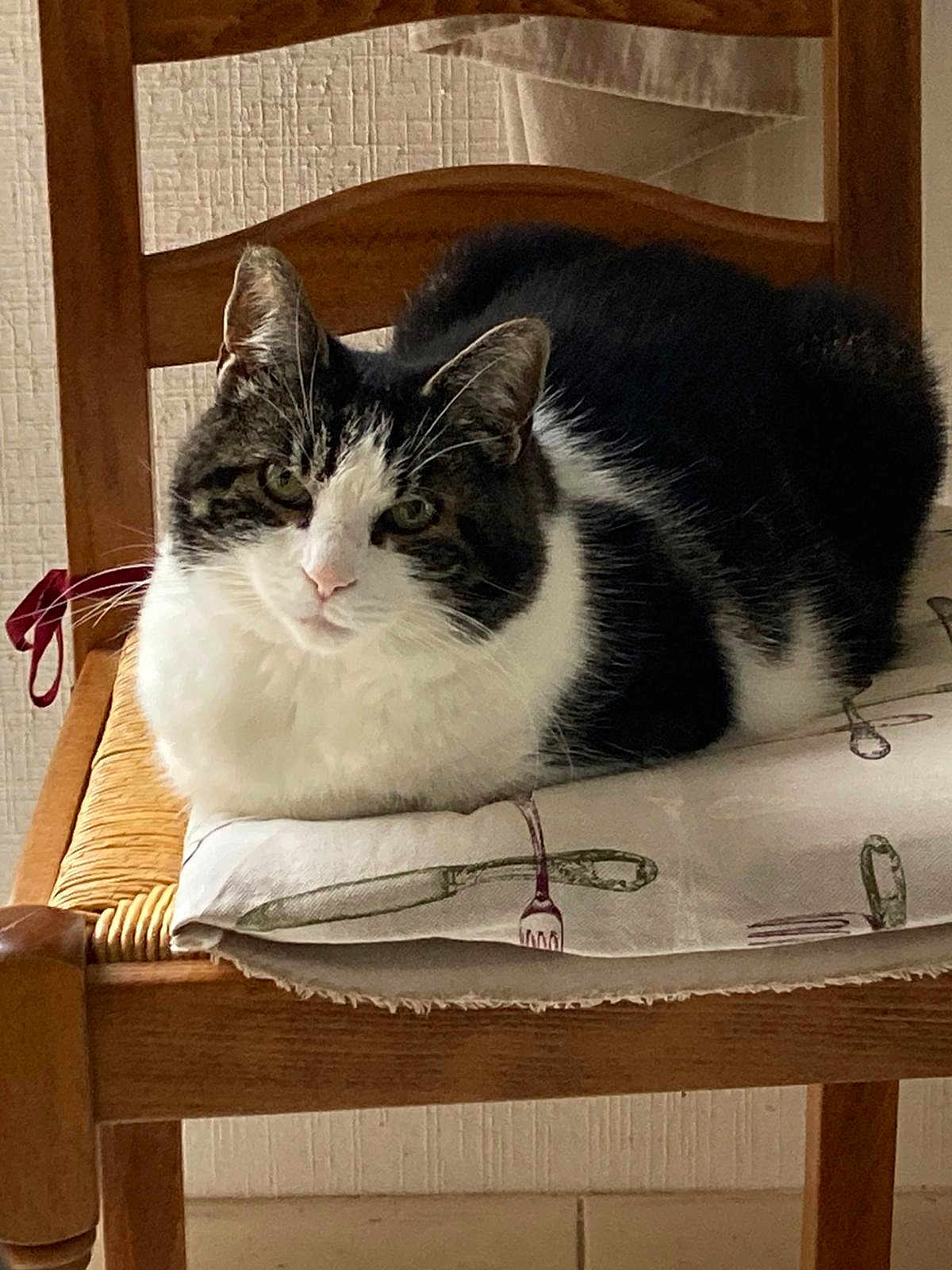 Enculée a rejoint le concours — aidez-le/la à gagner de superbes lots ! cat, black_and_white, chair, wooden_chair, woven_seat, cloth, cutlery_print, fork, knife, pet, animal, indoor, resting, calm, fur, close_up, feline, domestic_animal, home, seat