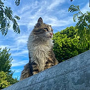 Lazuli participe au concours pour gagner de l'argent avec cette photo : animal, bird, cat, clouds, daylight, ears, feline, fluffy, greenery, looking_away, metal, nature, outdoor, peaceful, perched, pet, portrait, sky, tree, whiskers