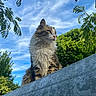 animal, bird, cat, clouds, daylight, ears, feline, fluffy, greenery, looking_away, metal, nature, outdoor, peaceful, perched, pet, portrait, sky, tree, whiskers