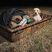 Marlee joined the competition — help win amazing prizes! puppy, dog, jet_sled, camouflage, duck_decoys, net, grass, night, outdoor, animal, pet, field, sitting, young_dog, brown, white, plastic, hunting_equipment, nature, illuminated