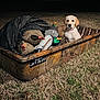 puppy, dog, jet_sled, camouflage, duck_decoys, net, grass, night, outdoor, animal, pet, field, sitting, young_dog, brown, white, plastic, hunting_equipment, nature, illuminated