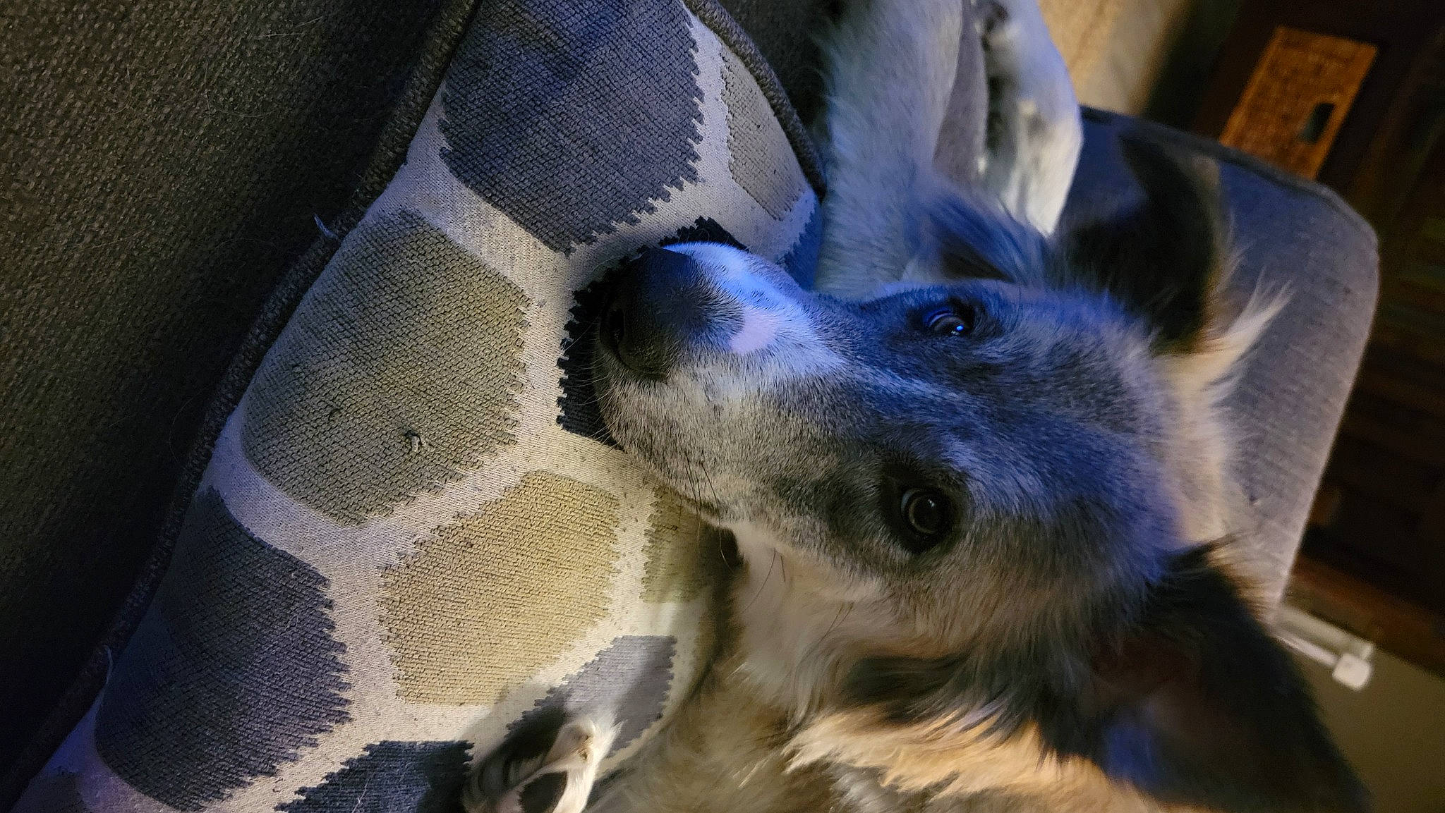 Barley is registered to the contest to win money with this photo: canidae, carnivore, close_up, companion_dog, dog, dog_breed, ear, electric_blue, fawn, fur, snout, sporting_group, terrestrial_animal, whiskers, wildlife, working_animal