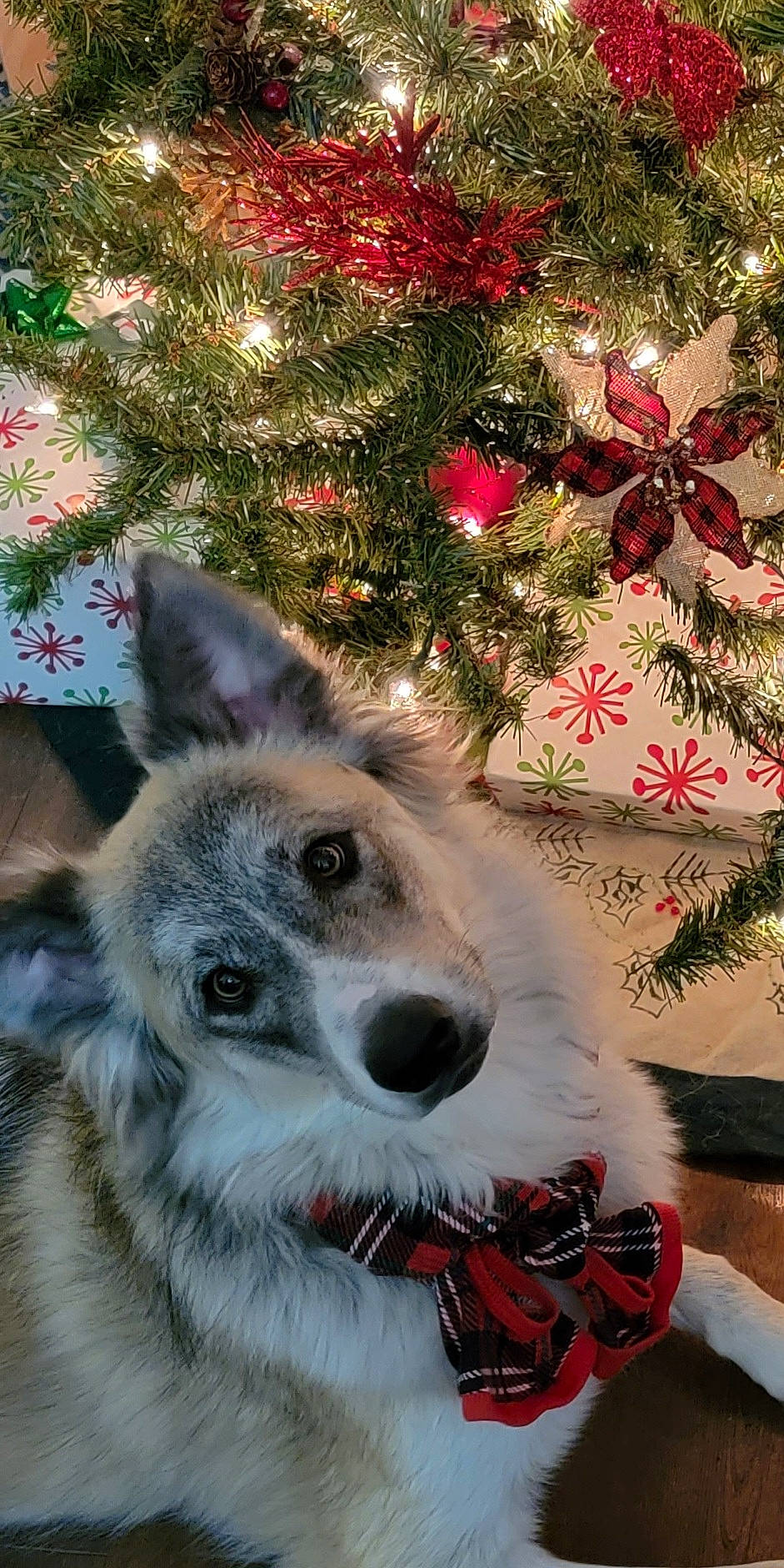Barley joined the competition — help win amazing prizes! carnivore, christmas_decoration, christmas_ornament, christmas_tree, collar, companion_dog, dog, dog_breed, event, evergreen, fawn, holiday, holiday_ornament, light, ornament, plant, snout, tree, whiskers, white