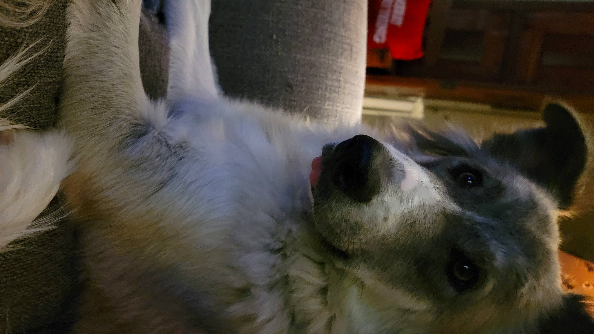 Barley joined the competition — help win amazing prizes! canidae, carnivore, companion_dog, dog, dog_breed, ear, fur, herding_dog, paw, snout, sporting_group, texas_heeler, whiskers, working_animal, working_dog