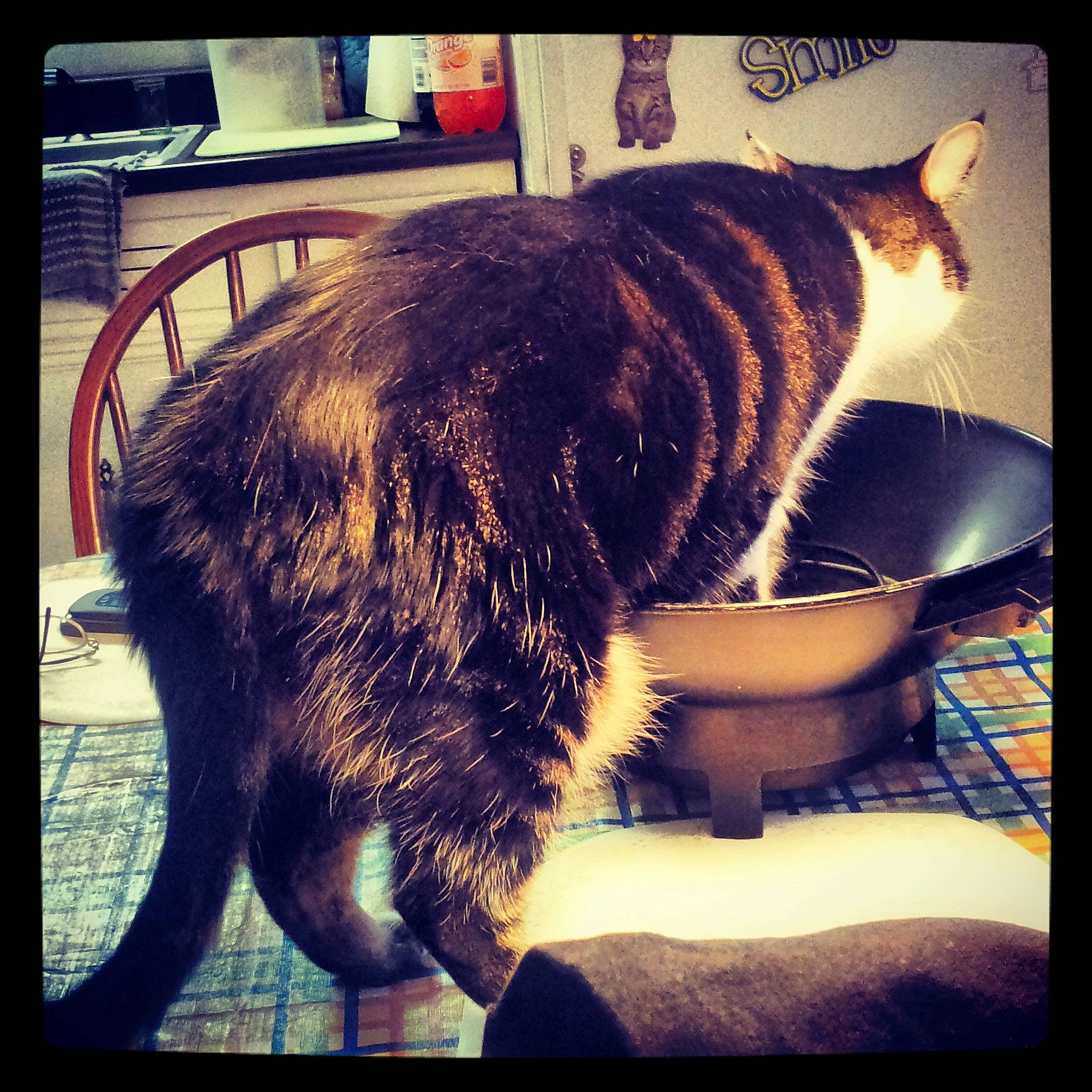 Romeo joined the competition — help win amazing prizes! asian, carnivore, cat, domestic_short_haired_cat, european_shorthair, eye, felidae, fur, kitten, night, photo_caption, photography, sky, small_to_medium_sized_cats, snout, square, tabby_cat, tail, whiskers, window