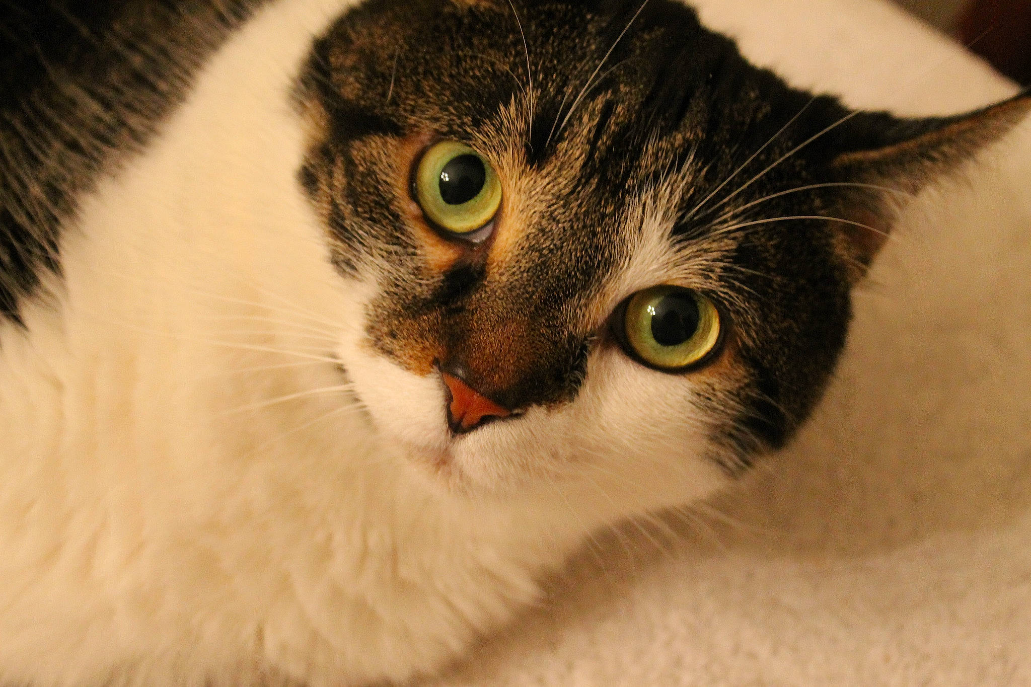 Romeo joined the competition — help win amazing prizes! aegean_cat, american_curl, american_wirehair, carnivore, cat, close_up, domestic_long_haired_cat, domestic_short_haired_cat, european_shorthair, eye, felidae, fur, iris, mammal, nose, organ, small_to_medium_sized_cats, snout, tabby_cat, whiskers