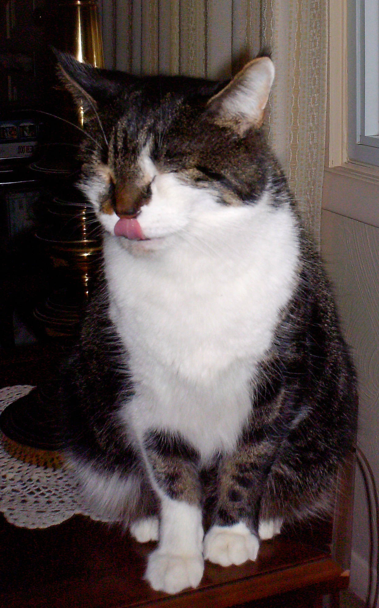 Romeo joined the competition — help win amazing prizes! aegean_cat, american_shorthair, american_wirehair, asian, carnivore, cat, domestic_short_haired_cat, european_shorthair, felidae, fur, kitten, mammal, polydactyl_cat, small_to_medium_sized_cats, snout, tabby_cat, whiskers