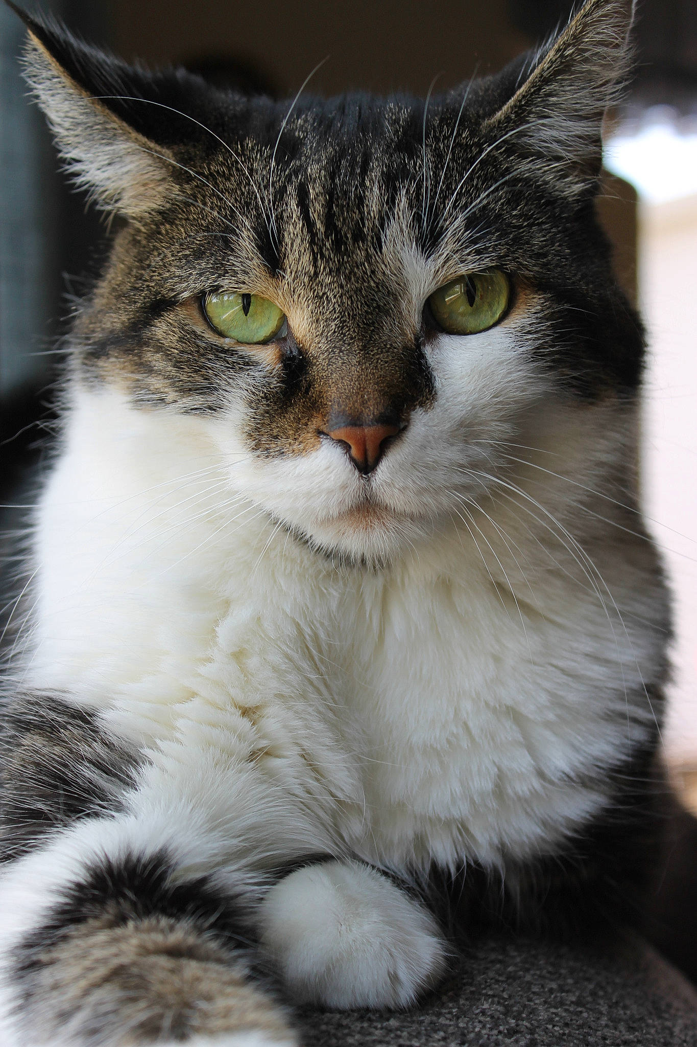 Romeo is registered to the contest to win money with this photo: aegean_cat, american_wirehair, asian, british_semi_longhair, carnivore, cat, domestic_short_haired_cat, european_shorthair, eye, felidae, fur, kitten, mammal, norwegian_forest_cat, siberian, small_to_medium_sized_cats, snout, tabby_cat, vertebrate, whiskers