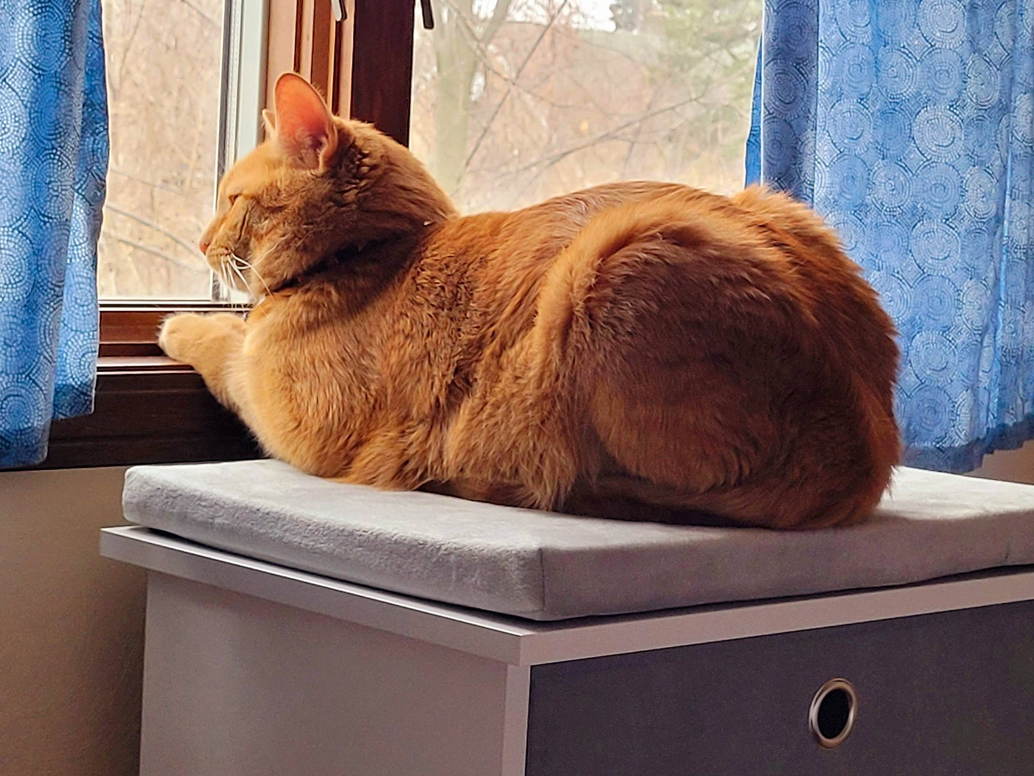 Lloyd is registered to the contest to win money with this photo: blue, box, cardboard, carnivore, cat, comfort, domestic_short_haired_cat, fawn, felidae, fur, house, pet_supply, plant, rectangle, small_to_medium_sized_cats, snout, tail, whiskers, window, wood