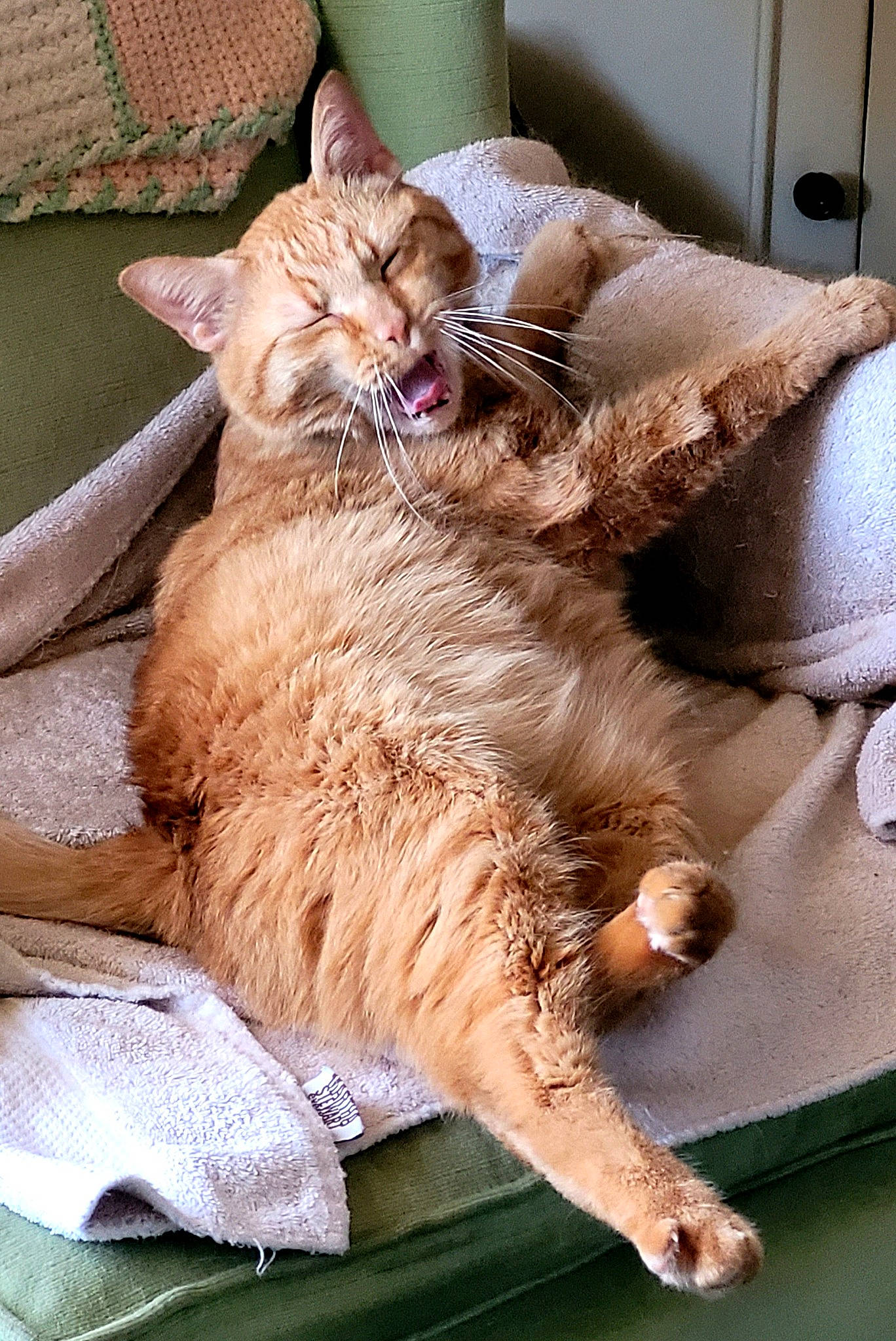 Lloyd joined the competition — help win amazing prizes! carnivore, cat, claw, comfort, domestic_short_haired_cat, fawn, felidae, fur, linens, nap, paw, room, sleep, small_to_medium_sized_cats, tail, terrestrial_animal, whiskers