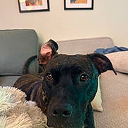 Bambi is registered to the contest to win money with this photo: dog, brindle_coat, pet, close_up, indoor, blanket, couch, living_room, furniture, curious, animal, ears, face, canine, home, portrait, resting, cozy, brown, black