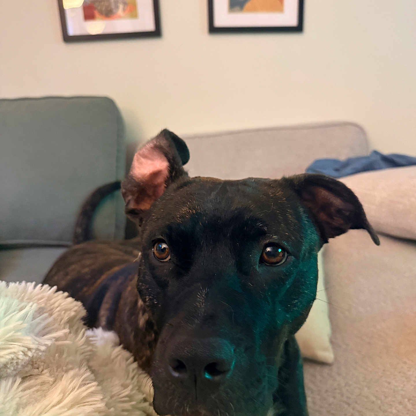 Bambi is registered to the contest to win money with this photo: dog, brindle_coat, pet, close_up, indoor, blanket, couch, living_room, furniture, curious, animal, ears, face, canine, home, portrait, resting, cozy, brown, black