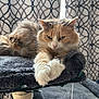 Frankie is registered to the contest to win money with this photo: cat, fluffy, paws, cat_tree, gray, curtains, patterned, indoor, pet, relaxed, feline, fur, stretching, cozy, window_light, domestic, animal, resting, whiskers, ears
