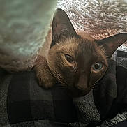 Frankie joined the competition — help win amazing prizes! cat, siamese_cat, pet, animal, cozy, blanket, knitted, fur, blue_eyes, resting, closeup, indoor, soft_light, texture, comfort, cute, whiskers, ears, sleepy, warm