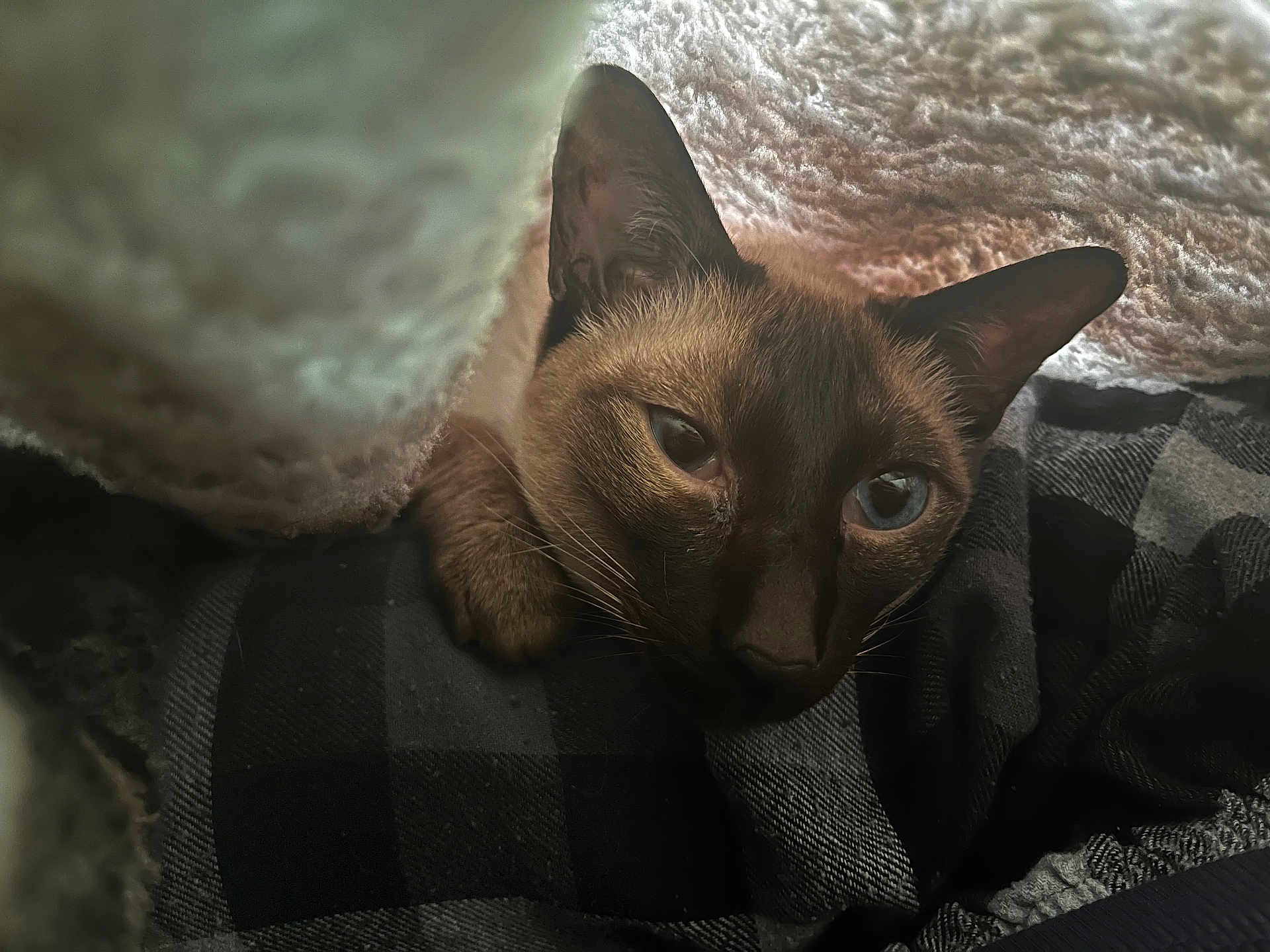 Frankie