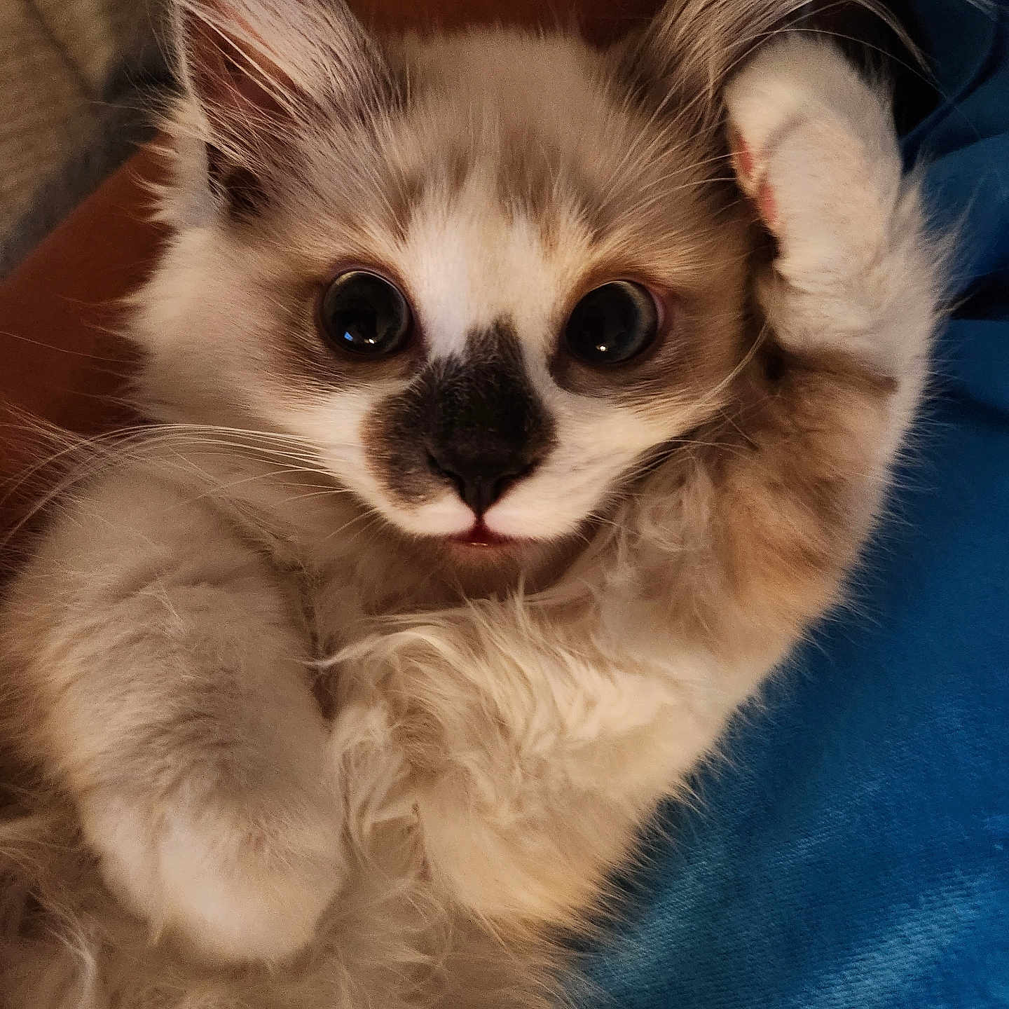 Bandit Quicksilver joined the competition — help win amazing prizes! adorable, animal, cat, close_up, cozy, cute, eyes, fluffy, fur, indoor, kitten, mammal, nose, paw, pet, portrait, relaxing, soft, whiskers, young