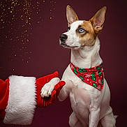 Little Miss is registered to the contest to win money with this photo: dog, bandana, christmas, holiday, festive, santa_claus, handshake, pet, animal, portrait, studio, red, white, brown, ears, paw, celebration, sparkles, background, cute