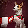 dog, bandana, christmas, holiday, festive, santa_claus, handshake, pet, animal, portrait, studio, red, white, brown, ears, paw, celebration, sparkles, background, cute