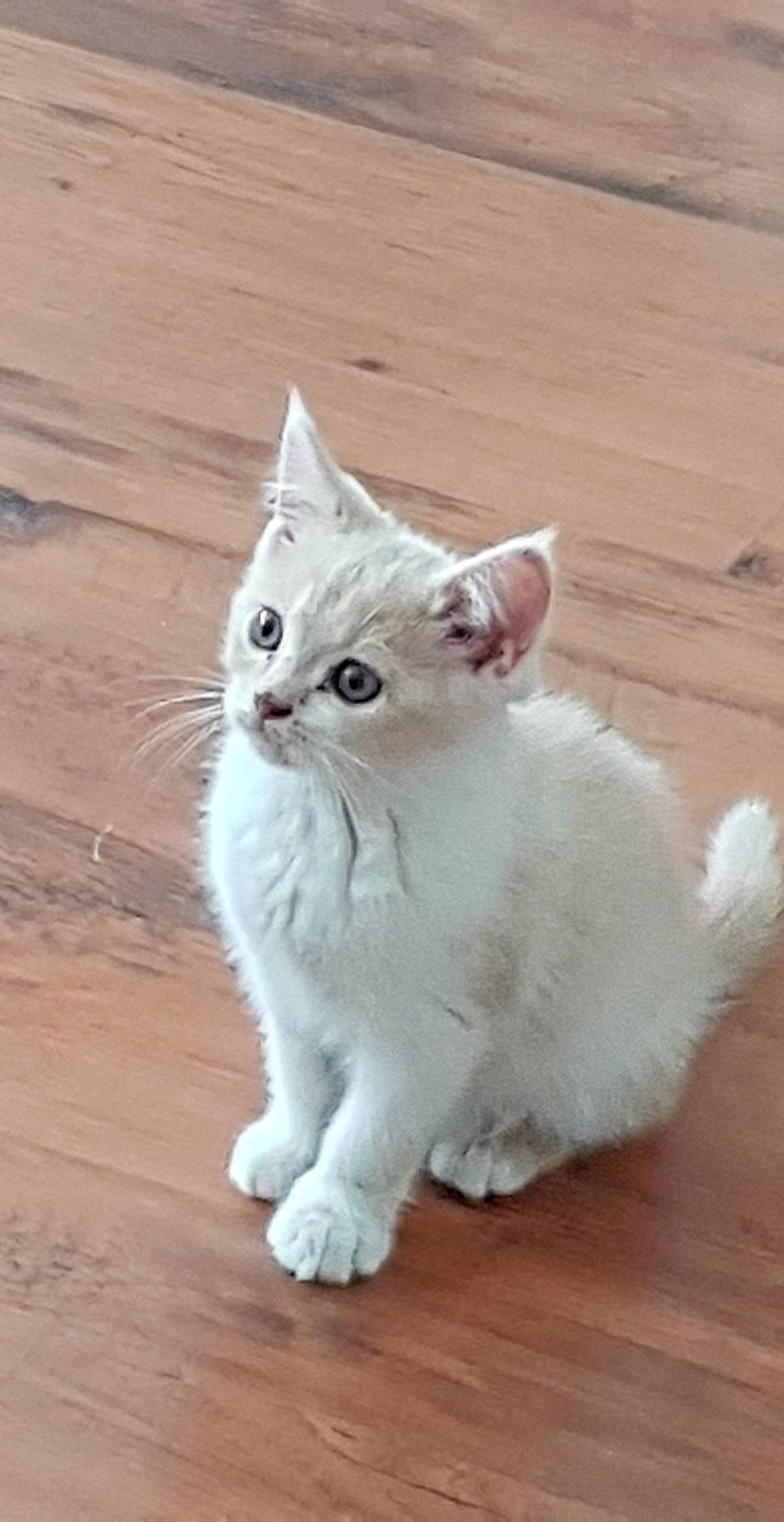 Dobby participe au concours pour gagner de l'argent avec cette photo : american_curl, asian, asian_semi_longhair, british_semi_longhair, burmilla, carnivore, cat, domestic_long_haired_cat, domestic_short_haired_cat, eye, felidae, kitten, mammal, munchkin, ragamuffin, ragdoll, small_to_medium_sized_cats, turkish_angora, vertebrate, whiskers