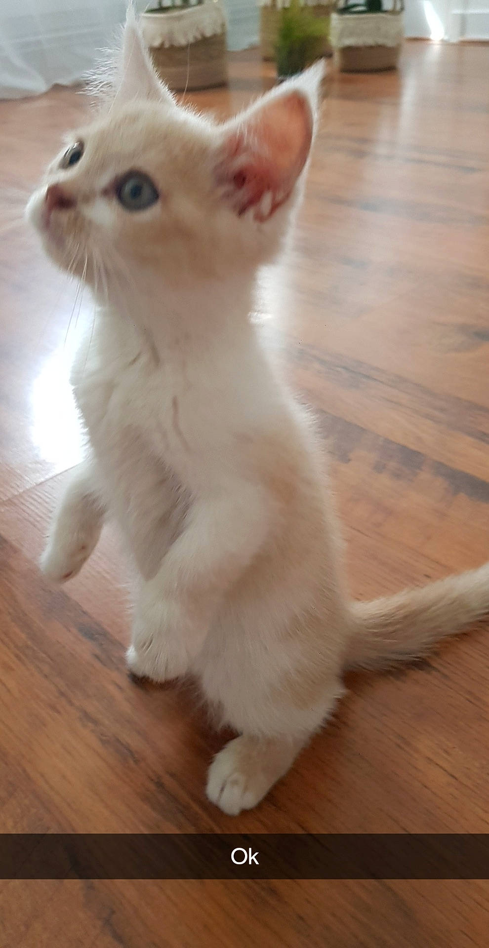 Dobby participe au concours pour gagner de l'argent avec cette photo : american_curl, burmilla, carnivore, cat, colorpoint_shorthair, fawn, felidae, javanese, khao_manee, kitten, mammal, polydactyl_cat, skin, small_to_medium_sized_cats, snout, tail, turkish_angora, turkish_van, vertebrate, whiskers