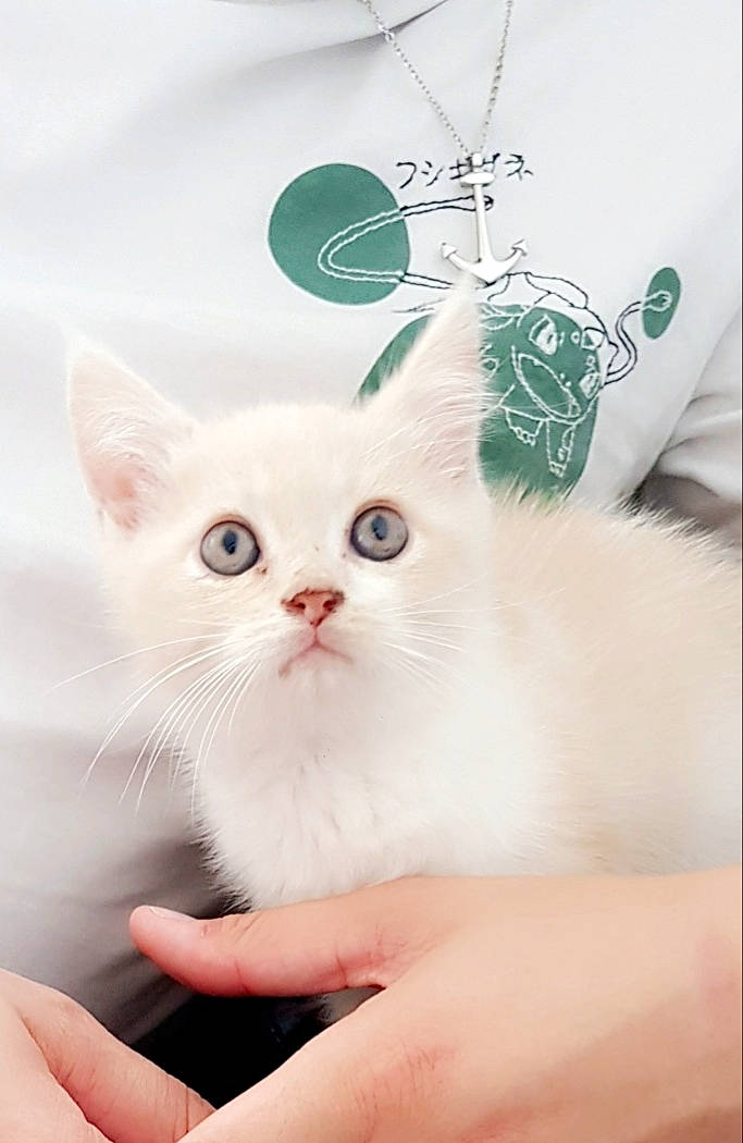 Dobby a rejoint le concours — aidez-le/la à gagner de superbes lots ! asian, burmilla, carnivore, cat, ear, eye, felidae, khao_manee, kitten, mammal, persian, small_to_medium_sized_cats, turkish_angora, turkish_van, whiskers, white