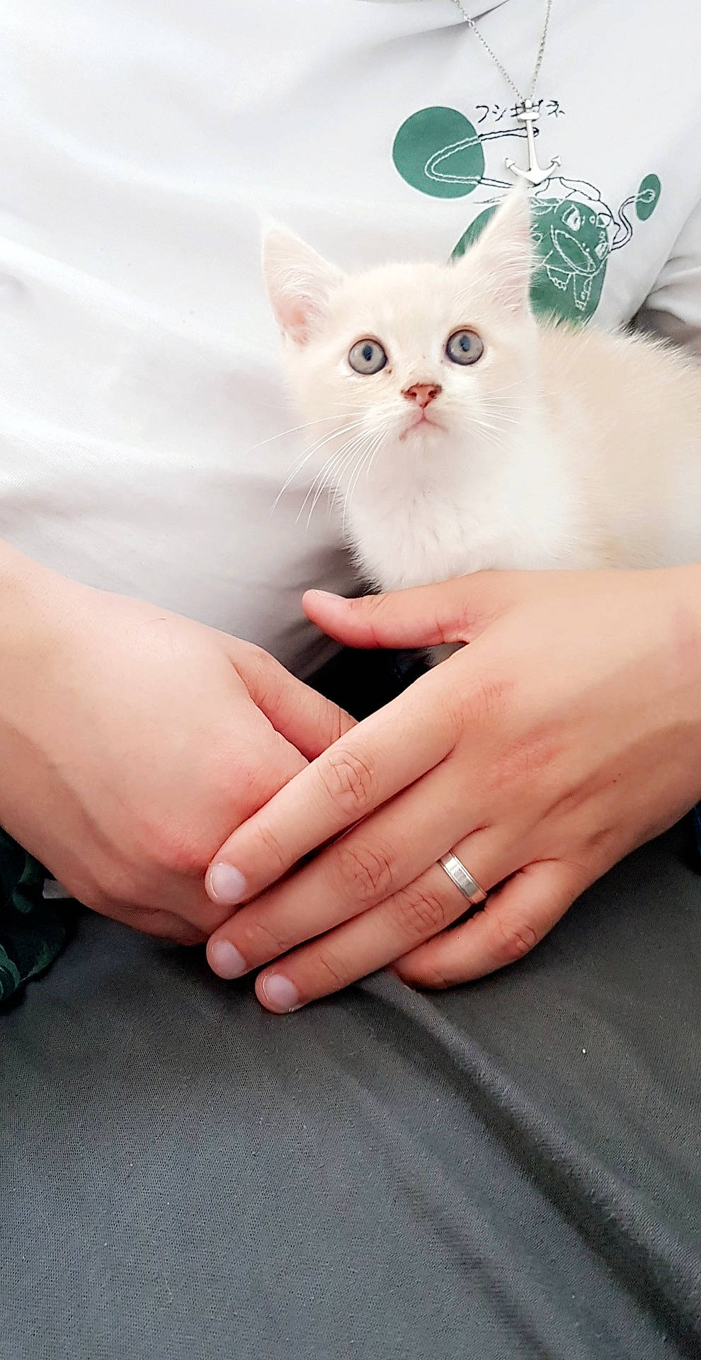 Dobby participe au concours pour gagner de l'argent avec cette photo : asian, burmilla, carnivore, cat, domestic_short_haired_cat, felidae, finger, hand, khao_manee, kitten, mammal, nail, persian, skin, small_to_medium_sized_cats, turkish_angora, turkish_van, whiskers