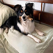 Boogie is registered to the contest to win money with this photo: black, bone, companion, couch, dog, ears, eyes, fur, furniture, home, indoor, muzzle, nose, paw, pet, pillow, relaxed, tan, white, wood