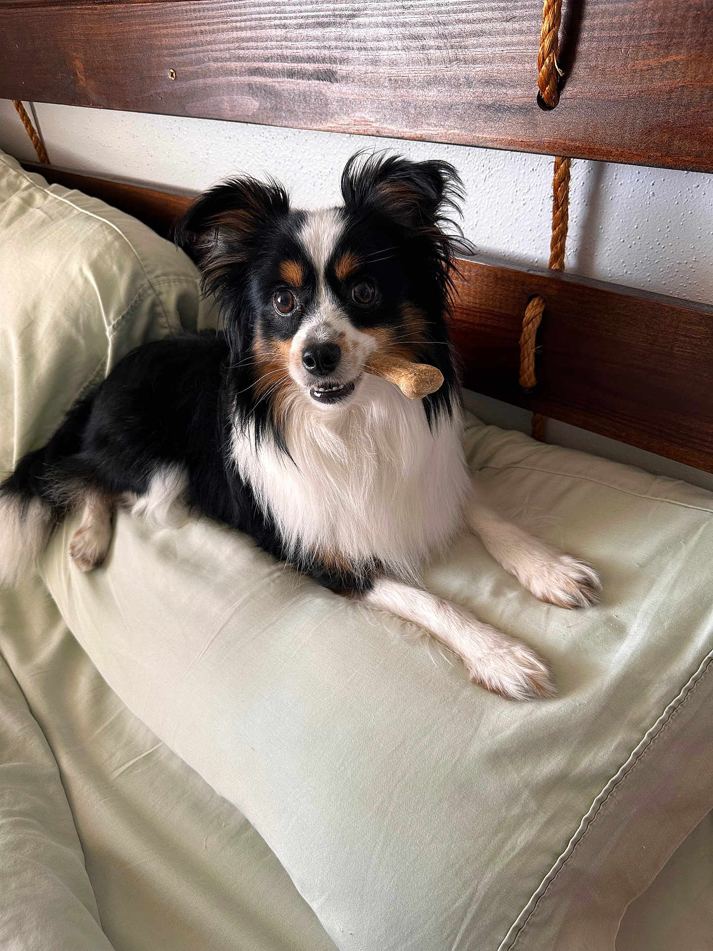 Boogie is registered to the contest to win money with this photo: black, bone, companion, couch, dog, ears, eyes, fur, furniture, home, indoor, muzzle, nose, paw, pet, pillow, relaxed, tan, white, wood