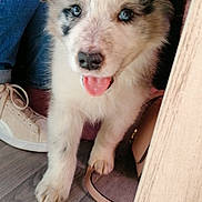 Yoshi participe au concours pour gagner de l'argent avec cette photo : puppy, dog, blue_eyes, tongue_out, fluffy, floor, jeans, shoe, sneaker, bag, indoor, pet, canine, cute, animal, young_dog, fur, legs, wooden_floor, domestic
