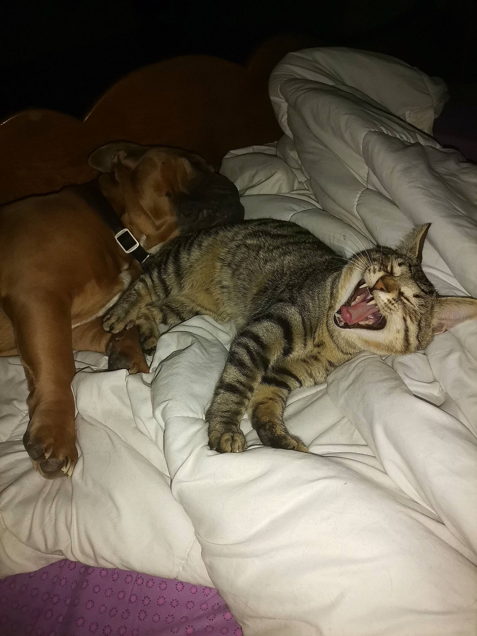 Pika participe au concours pour gagner de l'argent avec cette photo : canidae, carnivore, cat, comfort, companion_dog, darkness, dog, dog_breed, domestic_short_haired_cat, fawn, felidae, fur, grey, liver, small_to_medium_sized_cats, snout, terrestrial_animal, vertebrate, whiskers, wildlife