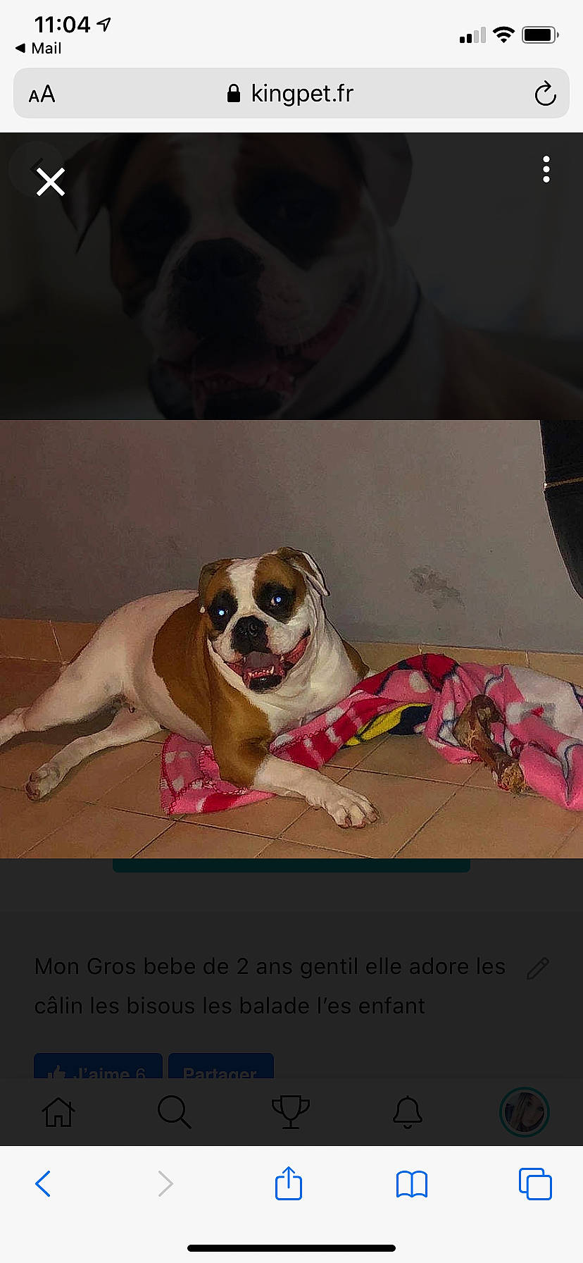 Marley participe au concours pour gagner de l'argent avec cette photo : bulldog, canidae, carnivore, companion_dog, dog, dog_breed, fawn, mammal, non_sporting_group, olde_english_bulldogge, photo_caption, puppy, puppy_love, snout