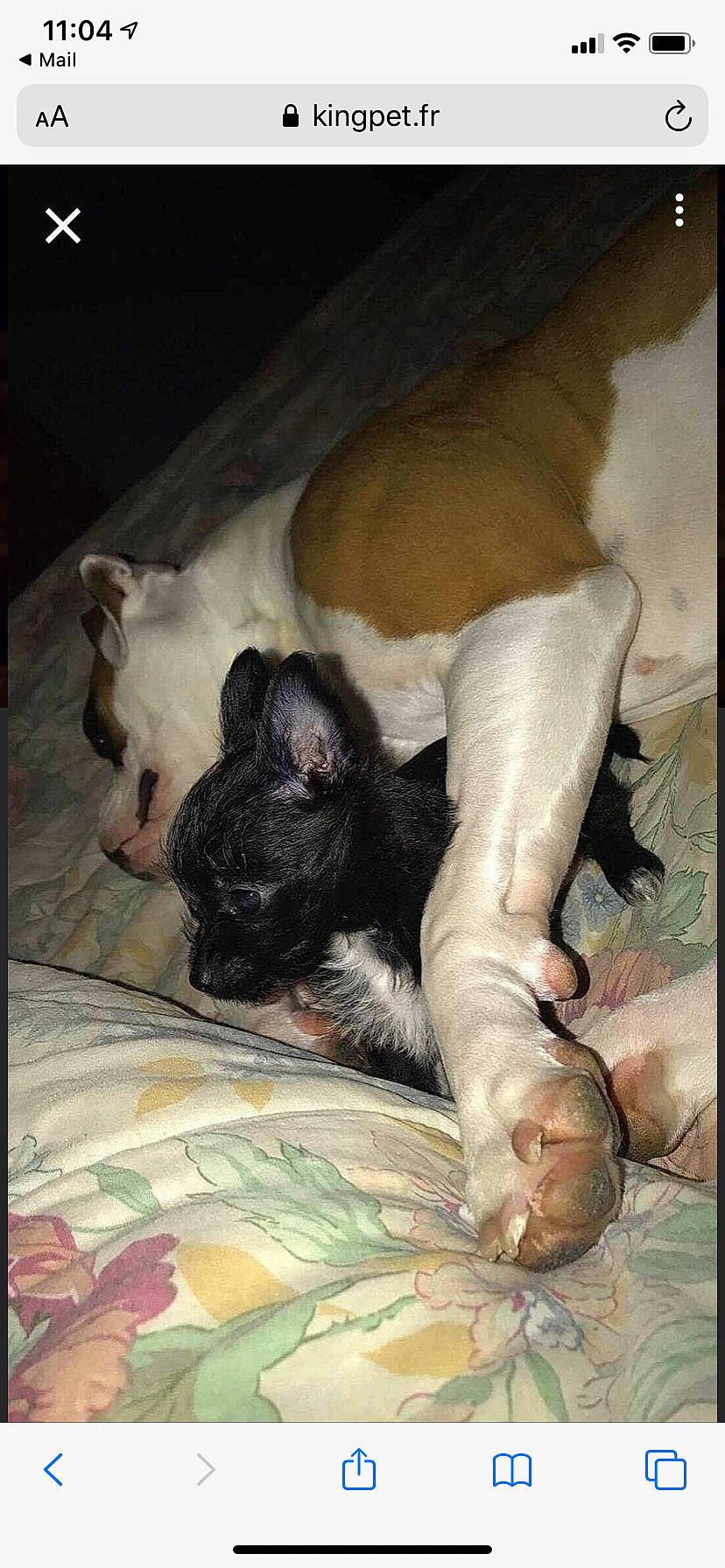 Marley participe au concours pour gagner de l'argent avec cette photo : canidae, carnivore, cat, dog, dog_breed, fawn, felidae, french_bulldog, nap, non_sporting_group, snout, sporting_group, tail, whiskers